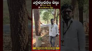 ఎర్రచందనం చెట్టు ఎలా ఉందో చూడండి.#redsandaltree #giddalur #redsandal #farmlands