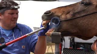 San Diego Humane Society leads operation to rescue over 700 animals from neglected sanctuary