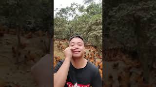 ការចិញ្ចឹមមាន់(បរទេស)/Amazing Chicken Farm