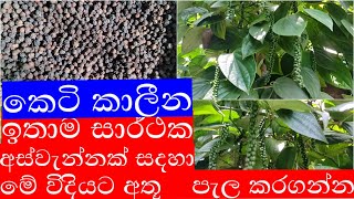 ඉතාම කෙටි කලකදී ගම්මිරිස් අස්වැන්නක් ලබා ගන්න