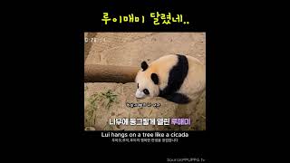 루이매미 달렸네│Lui hangs on a tree like a cicada #루이바오 #ruibao #twin  panda, Korea #판다 #루이후이 #ruihui #루이