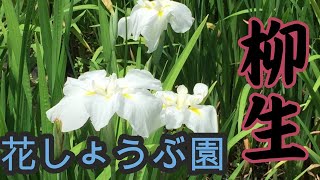 奈良の柳生花しょうぶ園