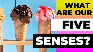 What are our FIVE SENSES?