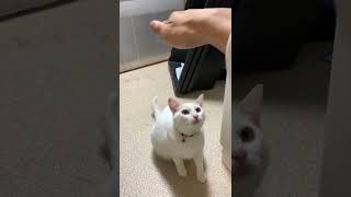 手に頭突きしてくる猫がかわいい #shorts