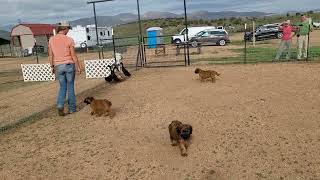 Briard pups Herding Instinct test