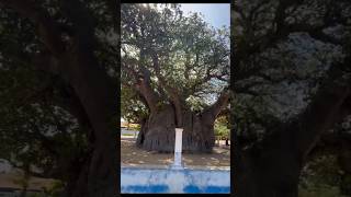 Oldest \u0026 Largest Baobab Tree In Sri Lanka 🇱🇰🌳 Pallimunai, Mannar.The Trunk of this 700yr old.