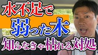 雨が降らない水不足で弱った木の対処法【庭師が解説】