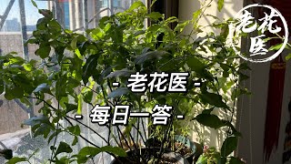 【每日问答】鸿运当头该怎么养？蓝雪花叶片长了毛毛是白粉病吗？Q\u0026A: How to grow Guzmania? Cape leadwort grew powdery mildew？