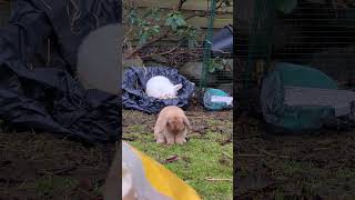 The White Bunny Loves His New Friend So Much, They Even Go to the Toilet Together!