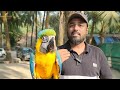 10 things to know before getting a parrot एक्सोटिक बर्ड्स लेने से पहले ये १० बातें ज़रूर जान लीजिये