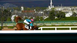 馬場入場で暴れてたタイプツーエー。現地映像、阪神競馬場