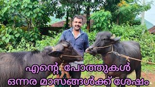 പോത്തിന്റെ വളർച്ച/ poth valarthal/ Buffalo farming/poth paripalanam/Buffalo Malayalam