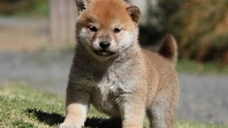 ID:1890　柴犬　赤柴　メス　子犬　生後35日目　shiba　inu