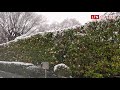 寒流罩頂 東京櫻花蒙白雪