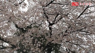 寒流罩頂 東京櫻花蒙白雪