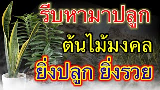 ไม่รวย รีบหามาปลูก! ต้นไม้มงคล ไม้มงคล เสริมดวง โชคลาภ การงาน การเงิน ยิ่งปลูก ยิ่งรวย รวยจัดหนัก!!!