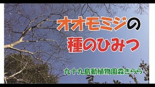 【森きらら公式】オオモミジの種のひみつ