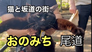 [尾道] 景色はまるで地中海。ネコと坂道の美しい町を紹介#尾道#千光寺#ねこ