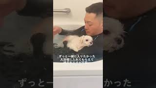 お風呂が大好きなマルチーズのまるさん。いつもは犬用の浴槽に入るんだけど毎回人間風呂に入れてー！ってするから今回初めて一緒に入浴したらこの表情w#可愛い過ぎる #多頭飼い犬 #あざとい #犬のいる生活