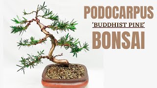 Buddhist Pine (Podocarpus Macrophyllus) Bonsai from Hardware-Store Bonsai to Fairy Tree