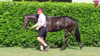 Lot 528 – Plucky Girl (Pierata) colt: Height 15HH. Weight 411kg