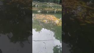 පාවෙන වැස්සක් ❤️‍🔥දැකල තියෙන්වද?🥰#viral #trending ❤️#aquariumfishfish