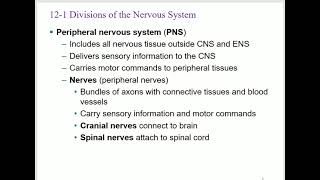 Bio233 A\u0026P 1 Lecture  Chapter 12 the Nervous tissues part 1 2023