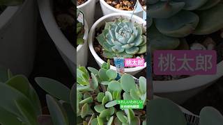 多肉植物365日観察 #succulent#シルバースプーン#桃太郎#ワテルメイエリー#夕映え #成長期