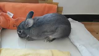 토끼 벌러덩 bunny turns a somersault