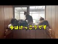 「あのね‥」パパが好きすぎて可愛く抱っこをおねだりする子猫