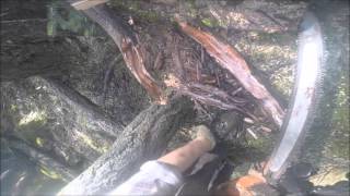 FALLING TREES WITH BACK CUT FIRST