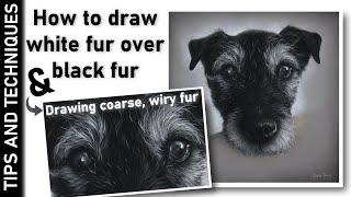 HOW TO DRAW WHITE FUR OVER BLACK FUR | DRAWING REALISTIC FUR IN PASTELS