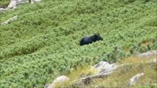 乗鞍岳でクマと遭遇！！ 2014/09/15