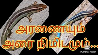 #அரணை #பாம்புராணி #poison #death #alive #real #reel #facts #false #snake #fear #bold #calm #great