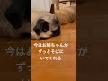 お姉ちゃん好きすぎる… 保護犬 パグ太郎 パグ 犬のいる生活 好き　 多頭飼い shorts