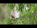 dunnock singing