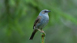 Dunnock singing