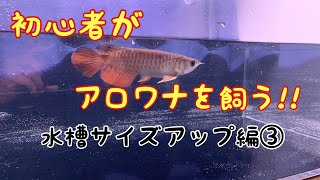 初心者がアロワナを飼う‼　水槽サイズアップ編③