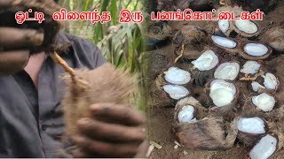 பனைமர தவுன் சாப்பிட வரிங்களா நண்பர்களே #farming #youtube