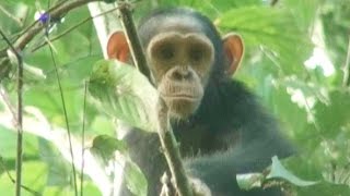 Goualougo Chimpanzee Infant Displays at Researcher