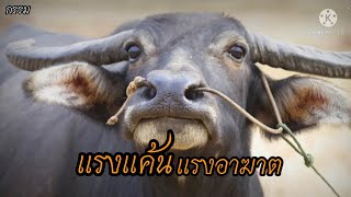 แรงแค้น แรงอาฆาต (กรรม) #กฎแห่งกรรม #เรื่องเล่า