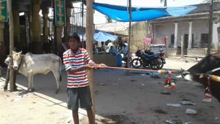 Narthamalai jallikattu 2017