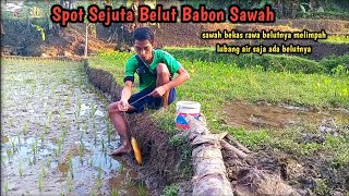 sawah bekas rawa memang spot sejuta belut babon sawah yang melimpah