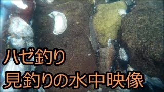 ハゼ釣り、見釣りの時の水中映像を撮影してみた