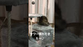 キャットタワー楽しい！サイベリアン種🐱女の子