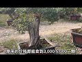 枣庄石榴批发基地，帮云南朋友淘了满满一大车石榴，55000值吗