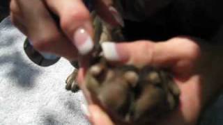 Shar-Pei Grooming 101: Toenails