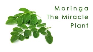 Moringa:  The Miracle Plant