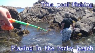 これも磯釣り 潮だまり釣り