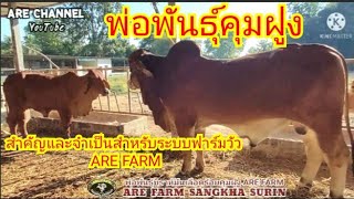 พ่อพันธุ์คุมฝูง มีความสำคัญและจำเป็นสำหรับระบบฟาร์มวัว ARE FARM